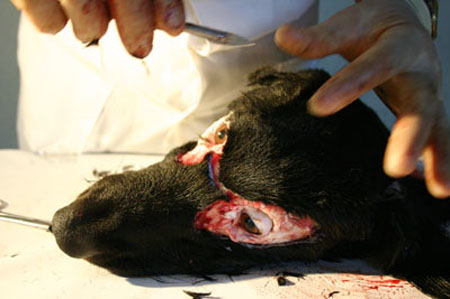 FANTASIA_DE_COMPENSACAO_RB2