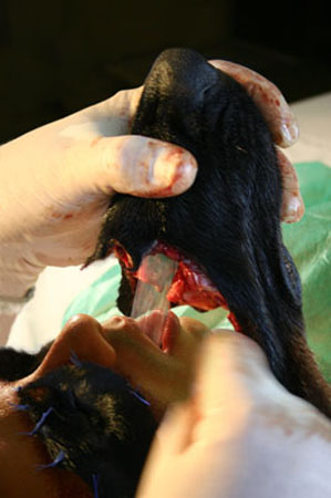 FANTASIA_DE_COMPENSACAO_RB7